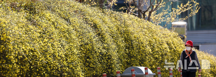 [대구=뉴시스] 이무열 기자 = 절기상 춘분인 20일 대구 달서구 송현공원에 영춘화가 활짝 피어 있다. 2026.03.20 lmy@newsis.com