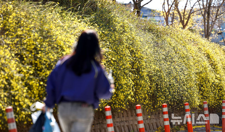 [대구=뉴시스] 이무열 기자 = 절기상 춘분인 20일 대구 달서구 송현공원에 영춘화가 활짝 피어 있다. 2026.03.20 lmy@newsis.com