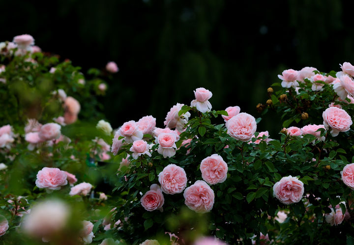 [서울=뉴시스]장미향의 에센셜 오일을 지속적으로 사용하는 것이 뇌 건강에 도움을 준다는 새로운 연구 결과가 나왔다. (사진=유토이미지)  *재판매 및 DB 금지