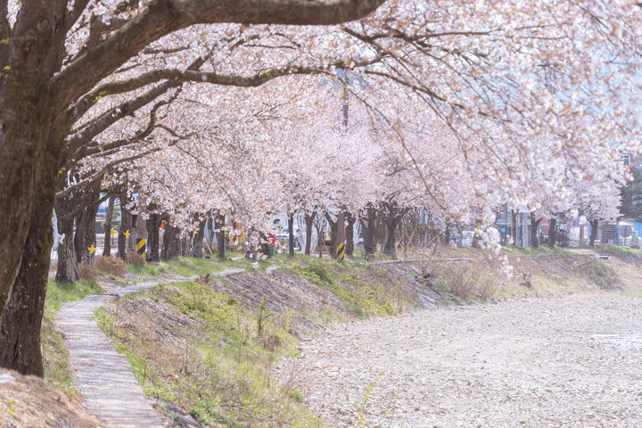 [서울=뉴시스]영국과 일본의 우호적인 관계를 상징하는 '사쿠라 벚꽃나무 프로젝트(The Sakura Cherry Tree Project)'의 일환으로 영국 브리스톨 공원에 심어진 벚꽃나무 세 그루가 도난당하는 황당한 사건이 벌어졌다. (사진=유토이미지)  *재판매 및 DB 금지