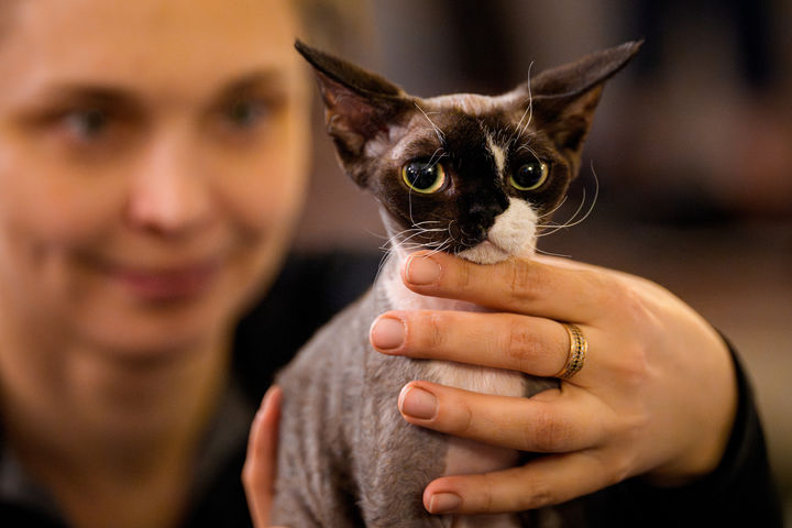 [부쿠레슈티=AP/뉴시스] 21일(현지 시간) 루마니아 부쿠레슈티에서 열린 국제 고양이 미인 대회에 참가한 고양이가 심사를 받고 있다. 2026.03.23.