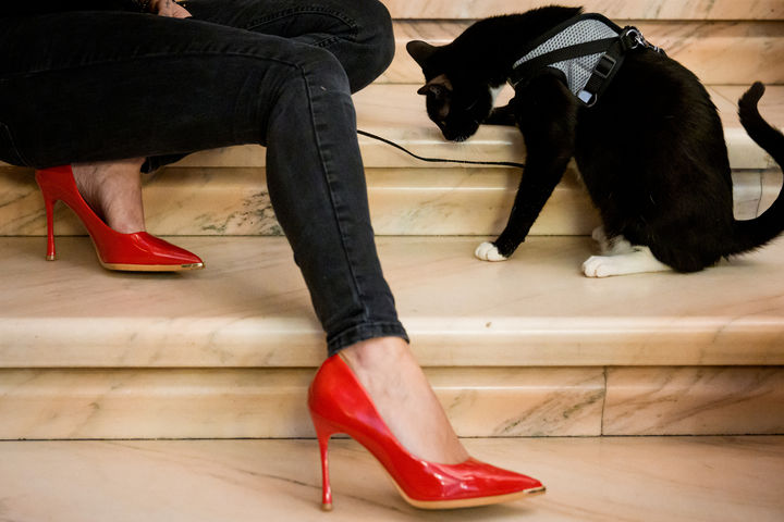 [부쿠레슈티=AP/뉴시스] 21일(현지 시간) 루마니아 부쿠레슈티에서 열린 국제 고양이 미인 대회에 참가한 고양이가 그루밍을 하고 있다. 2026.03.23.