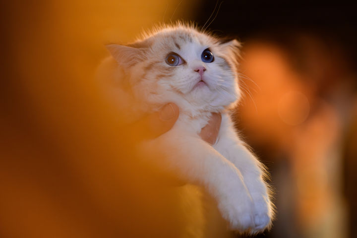 [부쿠레슈티=AP/뉴시스] 21일(현지 시간) 루마니아 부쿠레슈티에서 열린 국제 고양이 미인 대회에 참가한 고양이가 심사를 받고 있다. 2026.03.23.