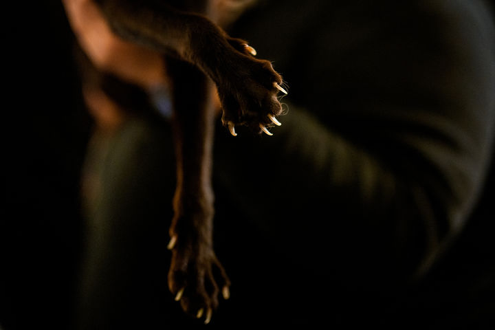 [부쿠레슈티=AP/뉴시스] 21일(현지 시간) 루마니아 부쿠레슈티에서 열린 국제 고양이 미인 대회에 참가한 고양이가 심사를 받고 있다. 2026.03.23.