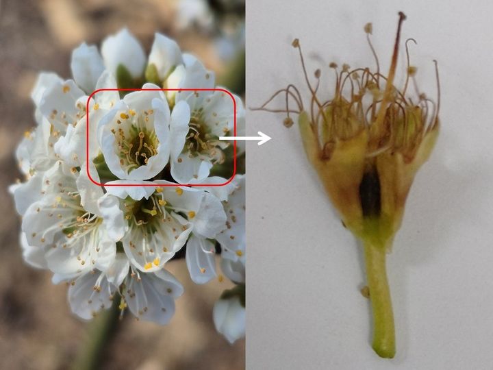[안동=뉴시스] 자두 서리 피해. (사진=경북도 제공) 2026.03.22. photo@newsis.com *재판매 및 DB 금지