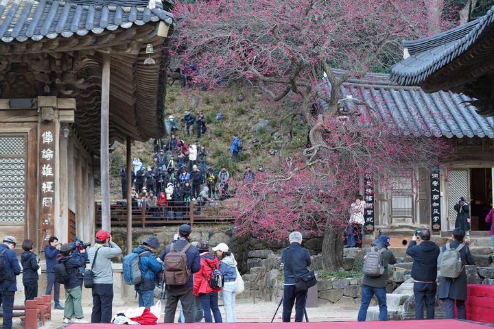 [구례=뉴시스] 전남 구례군 화엄사 '화엄매' 홍매화가 22일 만개해 사진을 찍기 위한 관광객의 발길이 이어지고 있다. (사진=화엄사 제공) 2026.03.22. photo@newsis.com *재판매 및 DB 금지