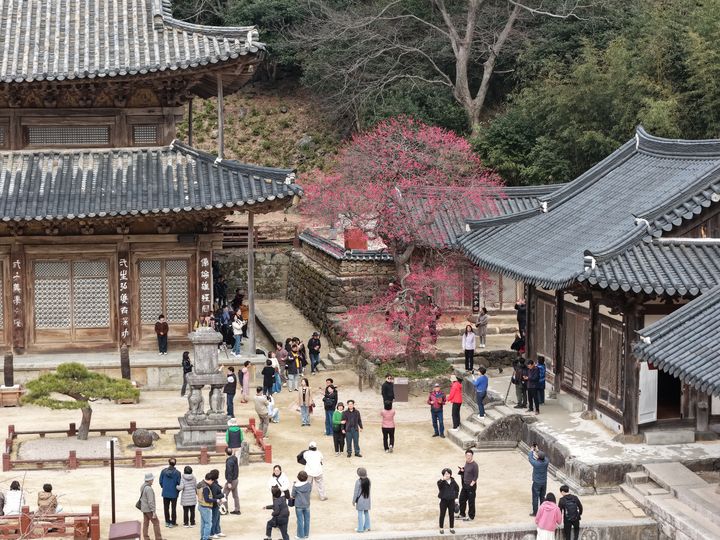 [구례=뉴시스] 전남 구례군 화엄사 '화엄매' 홍매화가 22일 만개해 사진을 찍기 위한 관광객의 발길이 이어지고 있다. (사진=화엄사 제공) 2026.03.22. photo@newsis.com *재판매 및 DB 금지