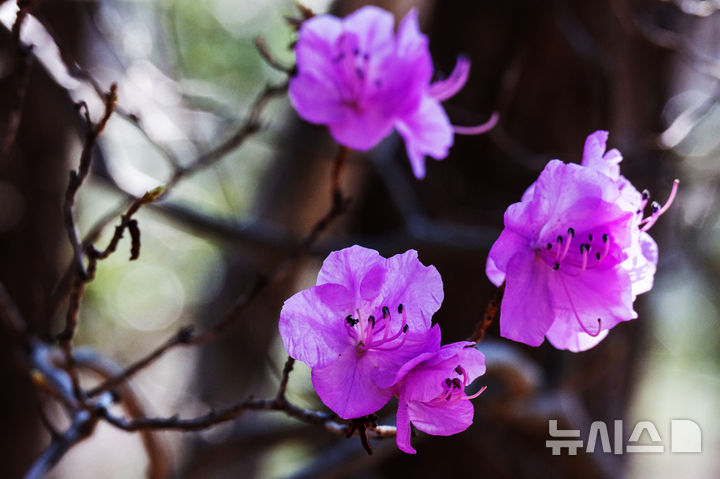 [남해=뉴시스] 차용현 기자 = 22일 오전 경남 남해군 상주면 인근 산기슭에 봄의 전령 진달래가 꽃망울을 터뜨려 보는 이의 눈길을 끌고 있다. 2026.03.22. con@newsis.com