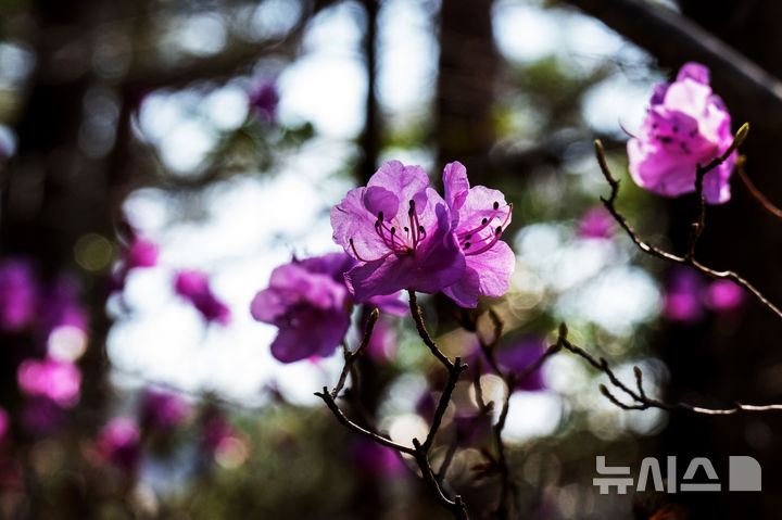 [남해=뉴시스] 차용현 기자 = 22일 오전 경남 남해군 상주면 인근 산기슭에 봄의 전령 진달래가 꽃망울을 터뜨려 보는 이의 눈길을 끌고 있다. 2026.03.22. con@newsis.com