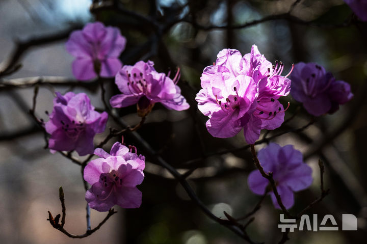[남해=뉴시스] 차용현 기자 = 22일 오전 경남 남해군 상주면 인근 산기슭에 봄의 전령 진달래가 꽃망울을 터뜨려 보는 이의 눈길을 끌고 있다. 2026.03.22. con@newsis.com