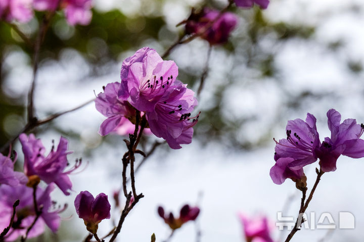 [남해=뉴시스] 차용현 기자 = 22일 오전 경남 남해군 상주면 인근 산기슭에 봄의 전령 진달래가 꽃망울을 터뜨려 보는 이의 눈길을 끌고 있다. 2026.03.22. con@newsis.com