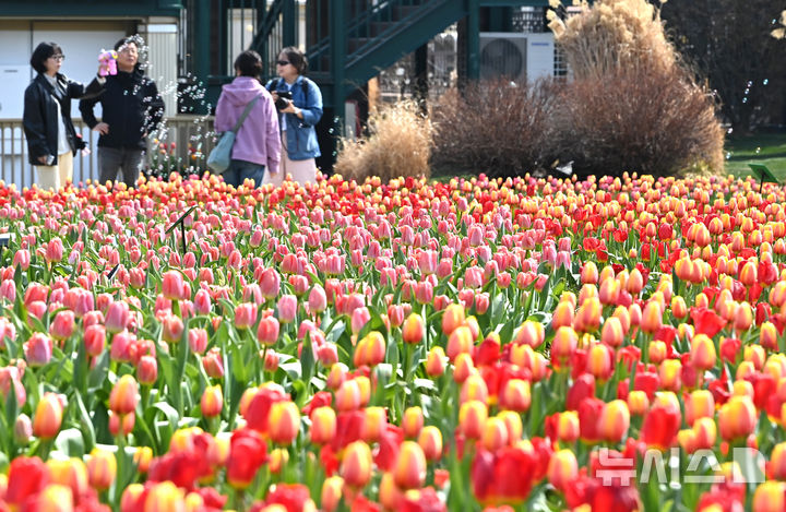 [용인=뉴시스] 김종택 기자 = 포근한 날씨를 보인 22일 튤립축제가 열리고 있는 경기 용인시 에버랜드를 찾은 시민들이 활짝 핀 튤립 꽃길을 거닐며 봄 기운을 만끽하고 있다. 2026.03.22. jtk@newsis.com