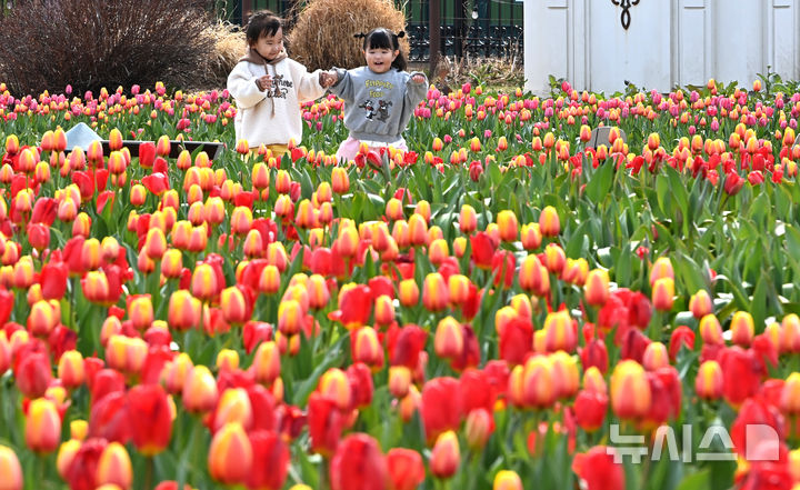 [용인=뉴시스] 김종택 기자 = 포근한 날씨를 보인 22일 튤립축제가 열리고 있는 경기 용인시 에버랜드를 찾은 어린들이 활짝 핀 튤립 꽃길을 거닐며 봄 기운을 만끽하고 있다. 2026.03.22. jtk@newsis.com