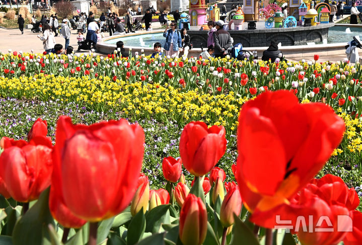 [용인=뉴시스] 김종택 기자 = 포근한 날씨를 보인 22일 튤립축제가 열리고 있는 경기 용인시 에버랜드를 찾은 시민들이 활짝 핀 튤립 꽃길을 거닐며 봄 기운을 만끽하고 있다. 2026.03.22. jtk@newsis.com