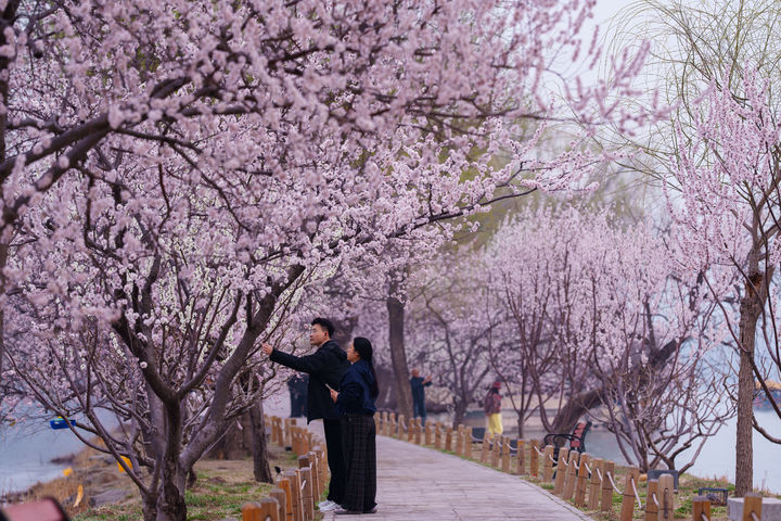 [베이징=AP/뉴시스] 3월 23일(현지 시간) 중국 베이징 이화원에서 시민들이 만개한 복숭아꽃을 보고 있다. 2026.04.01.