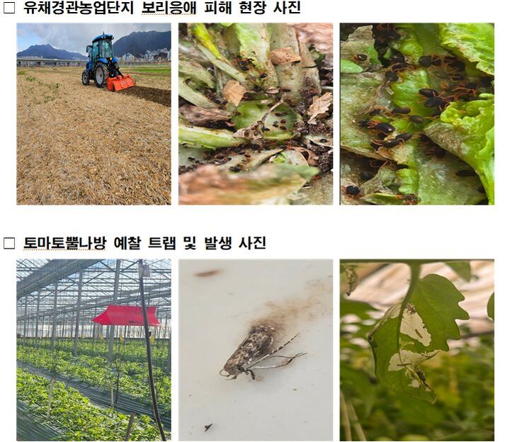 [부산=뉴시스] 유채경관농업단지 보리응애 피해 현장 사진과 토마토뿔나방 예찰 트랩 및 발생 사진. (사진=부산시 제공) 2026.03.23. photo@newsis.com *재판매 및 DB 금지