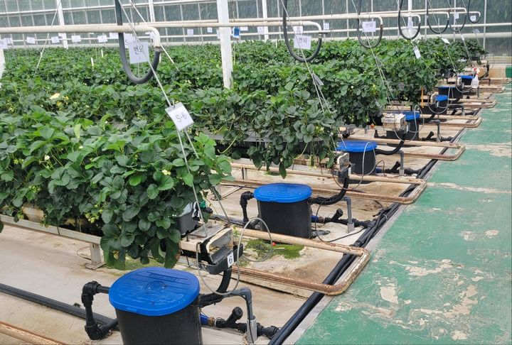 [진주=뉴시스]경남농업기술원, 딸기 ‘일사비례 급액제어’ 기술 사용.(사진=경남농업기술원 제공).2026.03.23.photo@newsis.com *재판매 및 DB 금지