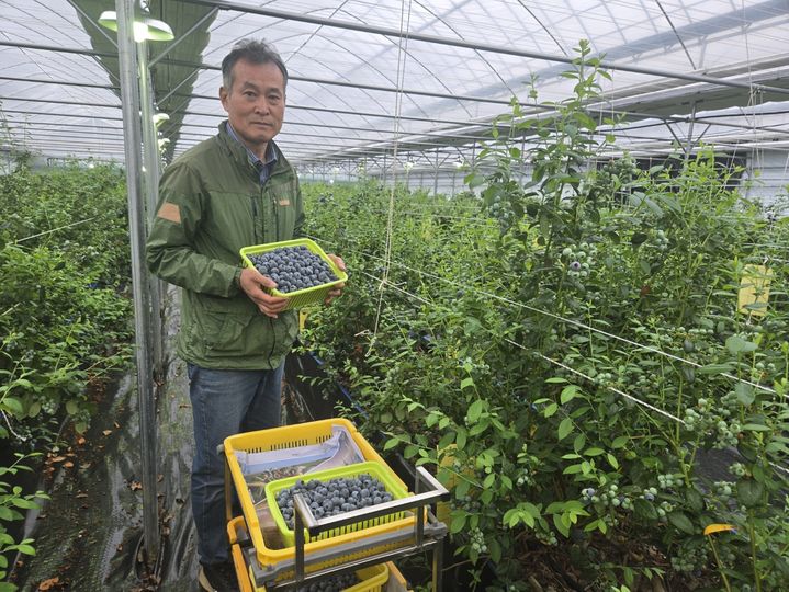 영동 하우스 블루베리 재배농민 김종오씨(사진=영동군농업기술센터 제공) *재판매 및 DB 금지