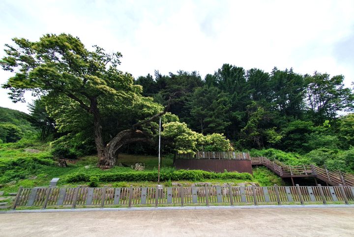 [평창=뉴시스] 평창 운교리에 위치한 ‘영명자(榮鳴玆)’라 불리는 국내에서 가장 오래되고 귀중한 재래종 밤나무 모습. (사진=평창군 제공) 2026.03.23. photo@newsis.com *재판매 및 DB 금지