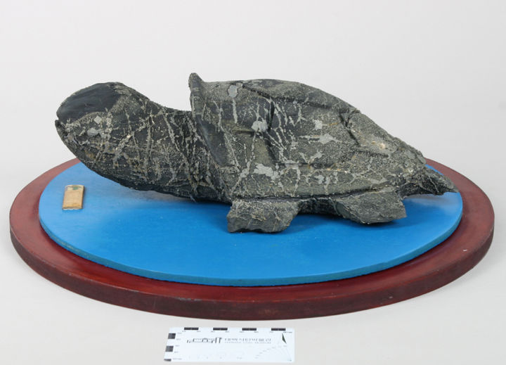 태백석탄박물관애 지난해 기중된 유물.(사진=태백시 제공) *재판매 및 DB 금지