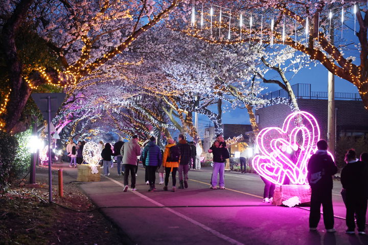 [제주=뉴시스] 2025년 애월읍 왕벚꽃 축제 모습. (사진=제주시 제공) 2026.03.23. photo@newsis.com *재판매 및 DB 금지