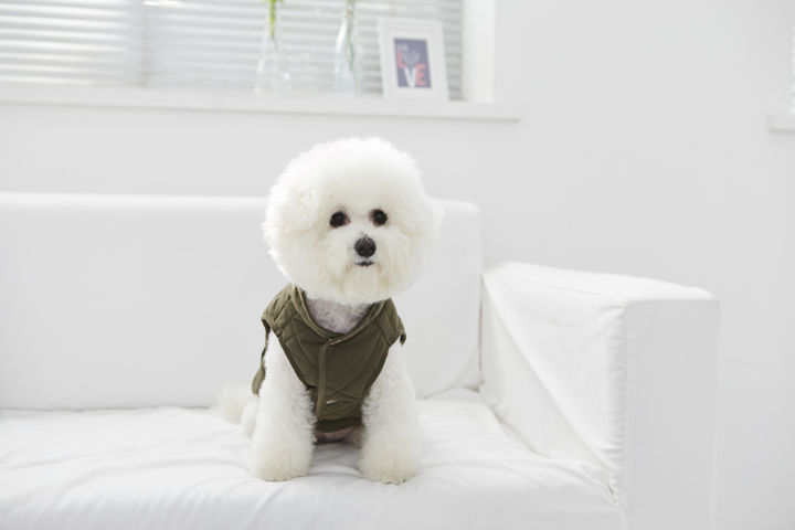 [서울=뉴시스]소형견 소유주들에게서는 마치 어린아이를 돌보는 것과 유사한 보호 본능이 강하게 나타나는 특징이 발견됐다. 사진 유토이미지 *재판매 및 DB 금지 *재판매 및 DB 금지