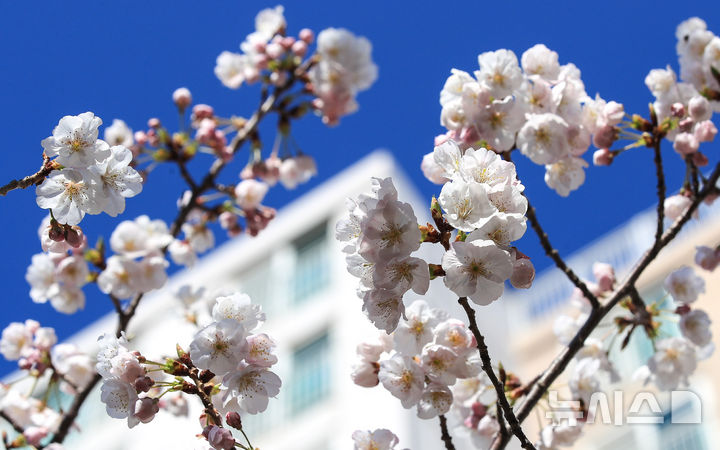 [제주=뉴시스] 우장호 기자 = 화창한 봄날씨를 보인 23일 오전 제주시 애월읍의 한 아파트 단지 내에 벚꽃이 활짝 피어나 시선을 사로 잡고 있다. 2026.03.23. woo1223@newsis.com