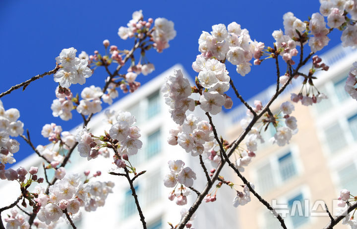 [제주=뉴시스] 우장호 기자 = 화창한 봄날씨를 보인 23일 오전 제주시 애월읍의 한 아파트 단지 내에 벚꽃이 활짝 피어나 시선을 사로 잡고 있다. 2026.03.23. woo1223@newsis.com