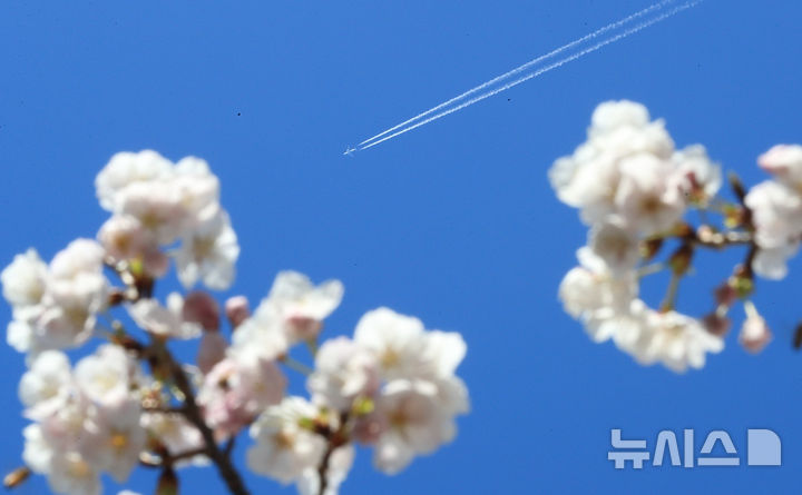 [제주=뉴시스] 우장호 기자 = 화창한 봄날씨를 보인 23일 오전 제주시 애월읍의 한 아파트 단지 내에 피어난 벚꽃 위로 여객기가 비행운을 만들며 지나가고 있다. 2026.03.23. woo1223@newsis.com