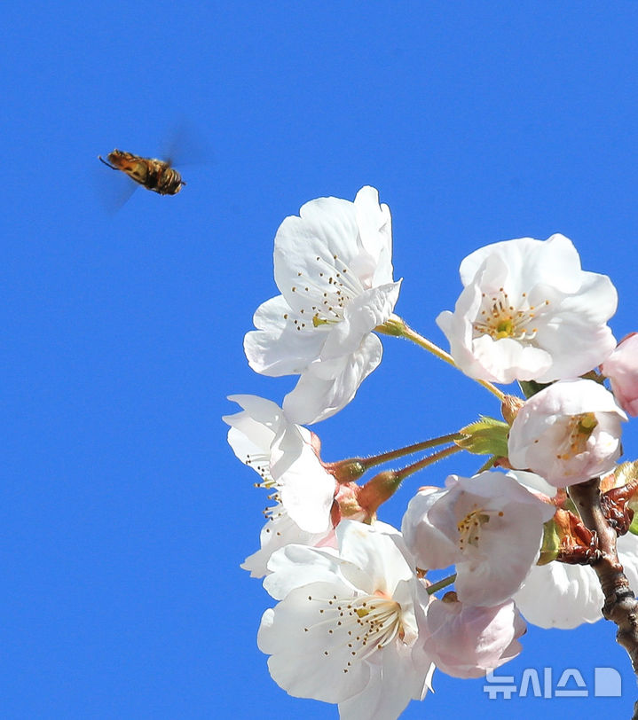 [제주=뉴시스] 우장호 기자 = 화창한 봄날씨를 보인 23일 오전 제주시 애월읍의 한 아파트 단지 내에 피어난 벚꽃으로 꽃등에가 날아와 먹이활동을 하고 있다. 2026.03.23. woo1223@newsis.com