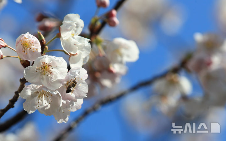 [제주=뉴시스] 우장호 기자 = 화창한 봄날씨를 보인 23일 오전 제주시 애월읍의 한 아파트 단지 내에 피어난 벚꽃으로 꽃등에가 날아와 먹이활동을 하고 있다. 2026.03.23. woo1223@newsis.com