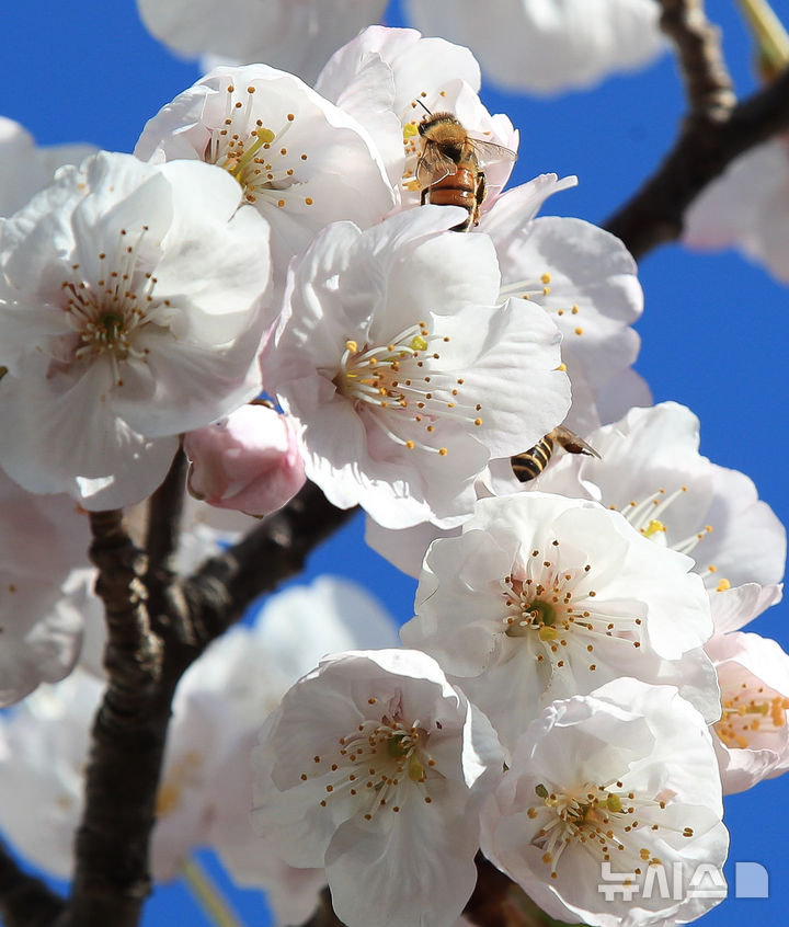 [제주=뉴시스] 우장호 기자 = 화창한 봄날씨를 보인 23일 오전 제주시 애월읍의 한 아파트 단지 내에 피어난 벚꽃으로 꿀벌이 날아와 먹이활동을 하고 있다. 2026.03.23. woo1223@newsis.com