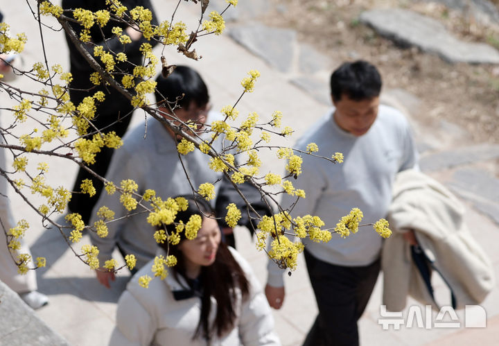 [서울=뉴시스] 김진아 기자 = 완연한 봄날씨를 보인 23일 서울 청계천을 찾은 시민들이 활짝 핀 산수유꽃 아래에서 산책을 하고 있다. 2026.03.23. bluesoda@newsis.com