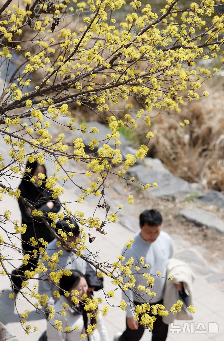 [서울=뉴시스] 김진아 기자 = 완연한 봄날씨를 보인 23일 서울 청계천을 찾은 시민들이 활짝 핀 산수유꽃 아래에서 산책을 하고 있다. 2026.03.23. bluesoda@newsis.com