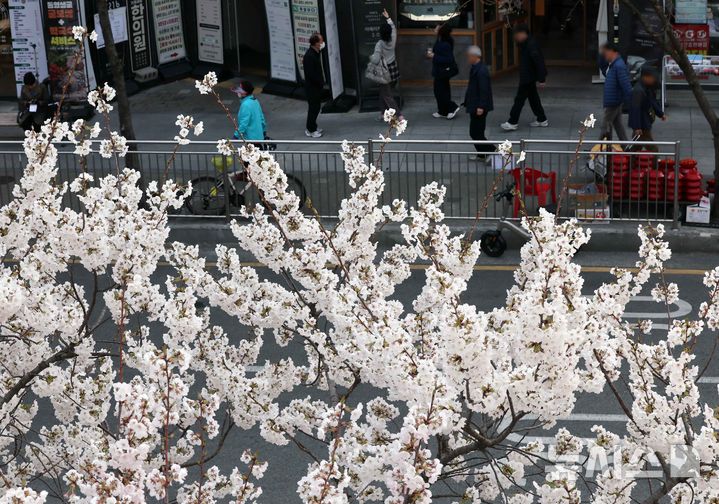[부산=뉴시스] 하경민 기자 = 완연한 봄 날씨를 보인 23일 부산 연제구의 한 거리에서 벚꽃이 활짝 펴 시민들의 눈길을 사로잡고 있다. 2026.03.23. yulnetphoto@newsis.com