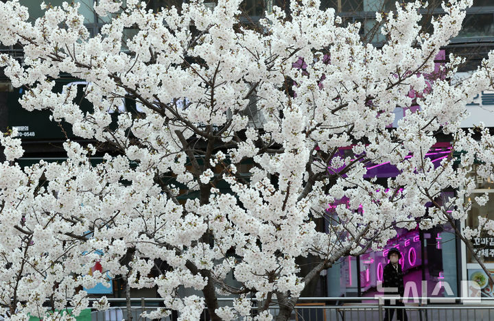 [부산=뉴시스] 하경민 기자 = 완연한 봄 날씨를 보인 23일 부산 연제구의 한 거리에서 벚꽃이 활짝 펴 시민들의 눈길을 사로잡고 있다. 2026.03.23. yulnetphoto@newsis.com
