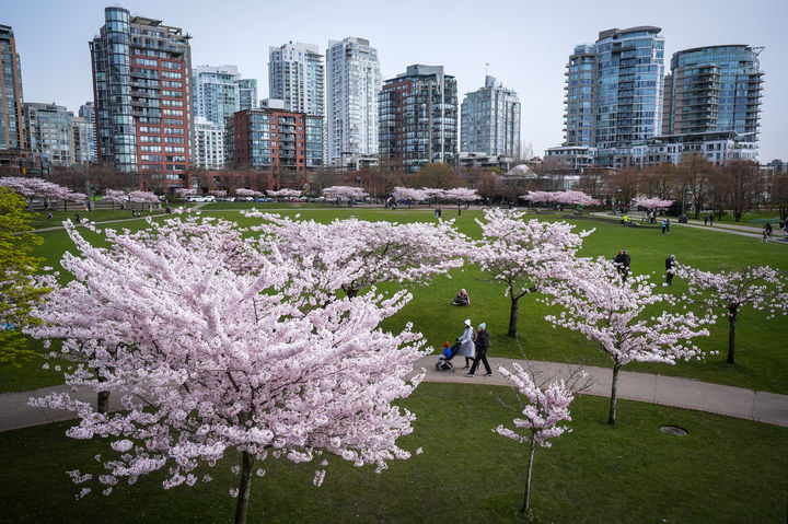[밴쿠버=AP/뉴시스] 23일(현지 시간) 캐나다 브리티시컬럼비아주 밴쿠버의 데이비드 램 공원에서 방문객들이 만개한 벚꽃 사이를 산책하고 있다. 2026.03.24.