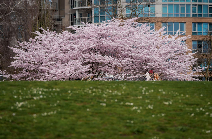 [밴쿠버=AP/뉴시스] 3월 23일(현지 시간) 캐나다 브리시티컬럼비아주 밴쿠버 데이비드램 공원에서 시민들이 벚꽃을 감상하고 있다. 2026.04.01.
