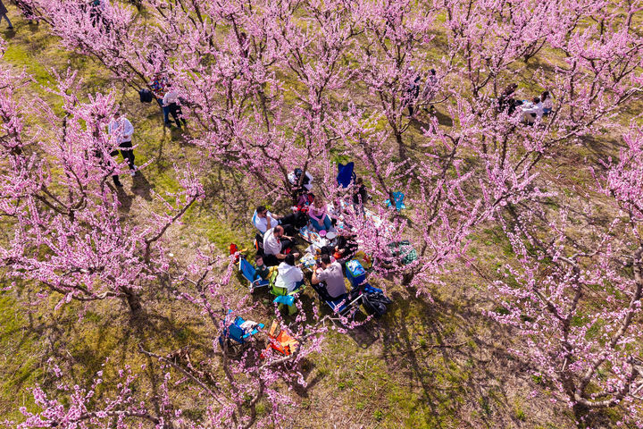 [베리아시=AP/뉴시스] 3월 22일(현지 시간) 그리스 북부 베리아시 인근의 복숭아 농장에서 시민들이 피크닉을 즐기고 있다. 2026.04.01.