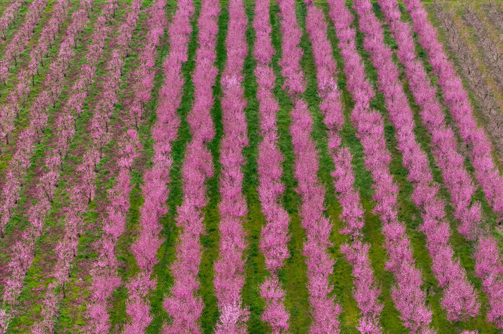 [베리아시=AP/뉴시스] 3월 22일(현지 시간) 그리스 북부 베리아시 인근의 복숭아 농장에 복숭아꽃이 만개해 있다. 2026.03.26.
