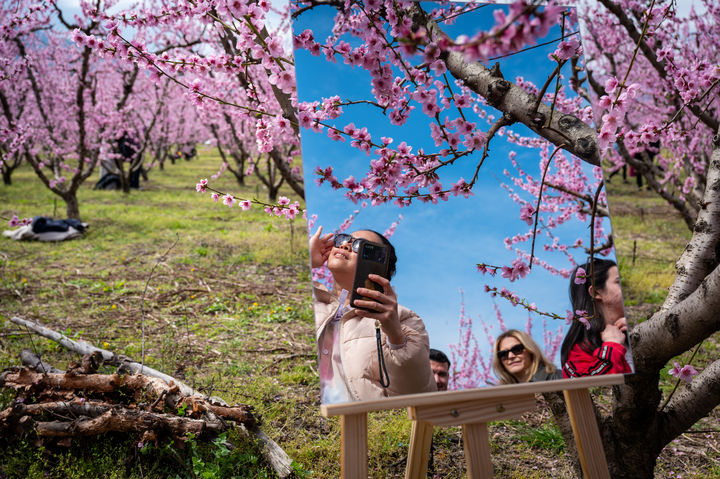 [베리아시=AP/뉴시스] 3월 22일(현지 시간) 그리스 북부 베리아시 인근의 복숭아 농장에서 시민들이 만개한 복숭아꽃을 살펴보고 있다. 2026.04.01.