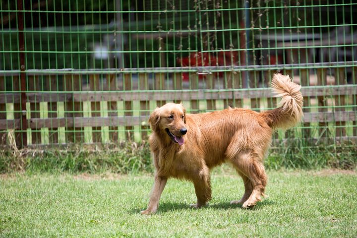 [서울=뉴시스] 중국에서 도난당한 반려견 7마리가 집단 귀가해 온라인상에서 큰 관심을 끌고 있다. 사진은 기사 이해를 돕기 위함. (사진=유토이미지) 2026.03.24. *재판매 및 DB 금지