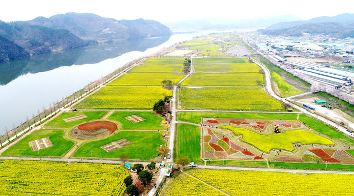 [창녕=뉴시스] 지난해 유채꽃이 활짝 핀 낙동강유채축제장 전경. (사진= 창녕군 제공) 2026.03.24. photo@newsis.com *재판매 및 DB 금지