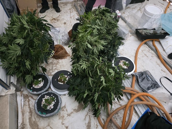 비닐하우스에서 재배된 대마. (사진=중부해경청 제공) 2026.03.24. photo@newsis.com *재판매 및 DB 금지