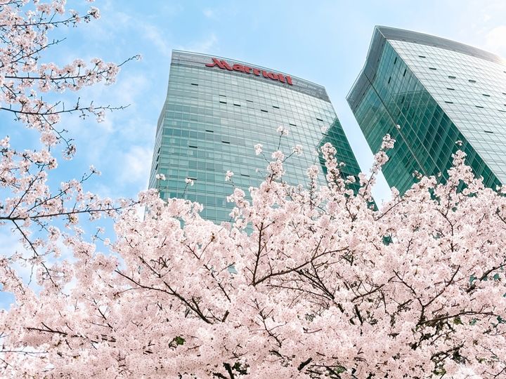 여의도 메리어트 호텔과 윤중로 벚꽃. (사진=여의도 메리어트 호텔) *재판매 및 DB 금지