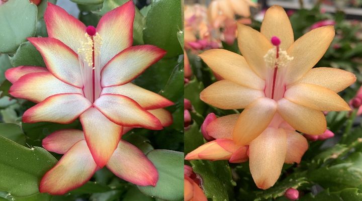 [수원=뉴시스] 게발선인장 신품종 '듀얼라벨(Dual Label)'과 '골드라벨(Gold Label)'. (사진=경기도농기원 제공) 2026.03.24. photo@newsis.com *재판매 및 DB 금지