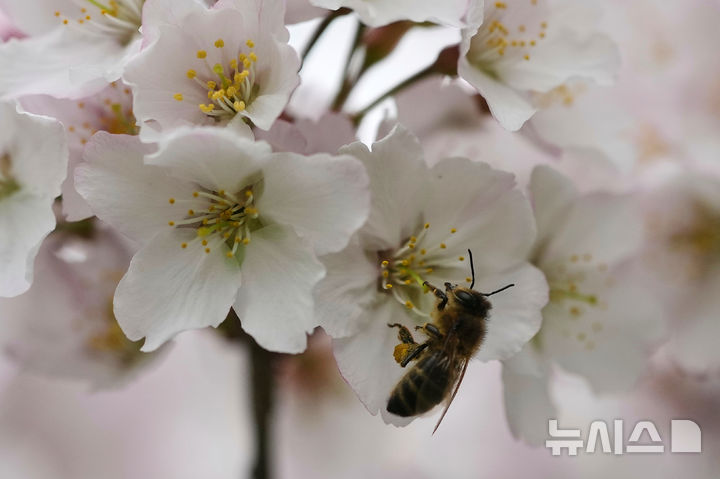 [AP/뉴시스] 24일 영국 런던의 센트 제임스 파크에서 벌이 꽃송이에서 꿀을 빨고 있다