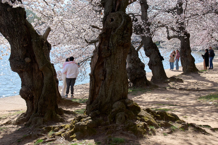 [워싱턴=AP/뉴시스] 24일(현지 시간) 미국 워싱턴 벚꽃 명소 타이들 베이슨에 핀 벚꽃이 절정에 가까워진 가운데 방문객들이 벚꽃을 즐기고 있다. 2026.03.25.