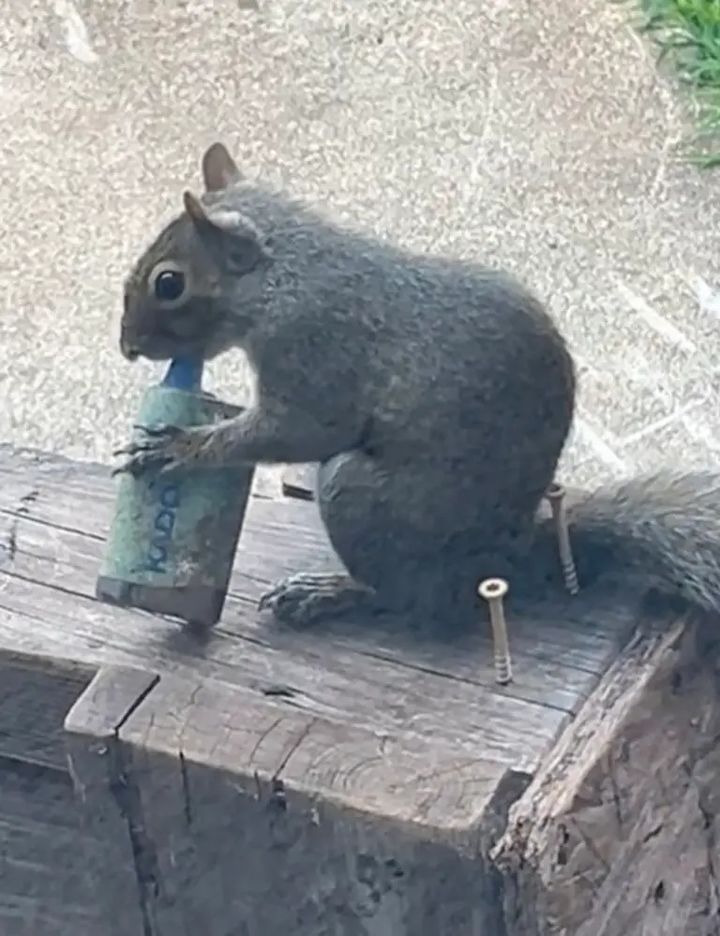 [서울=뉴시스] 전자담배를 물고 있는 다람쥐. (사진출처: 틱톡 @carly.dane)