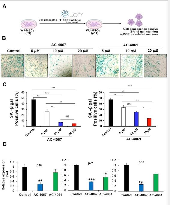 [서울=뉴시스] 세포 노화 지표 감소 결과. (사진=건국대 제공) 2026.03.25. photo@newsis.com *재판매 및 DB 금지